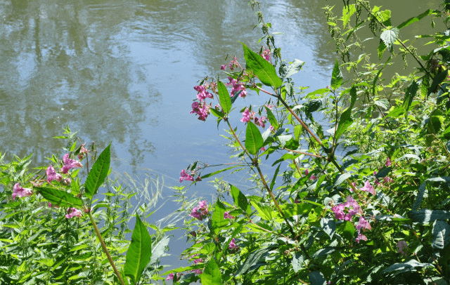 Our Work with Invasive Non-Native Species