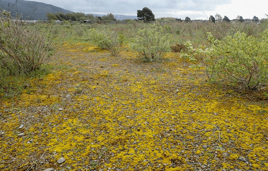 Developing Open Mosaic Habitats on Previously Developed Land (OMH) GIS Layer