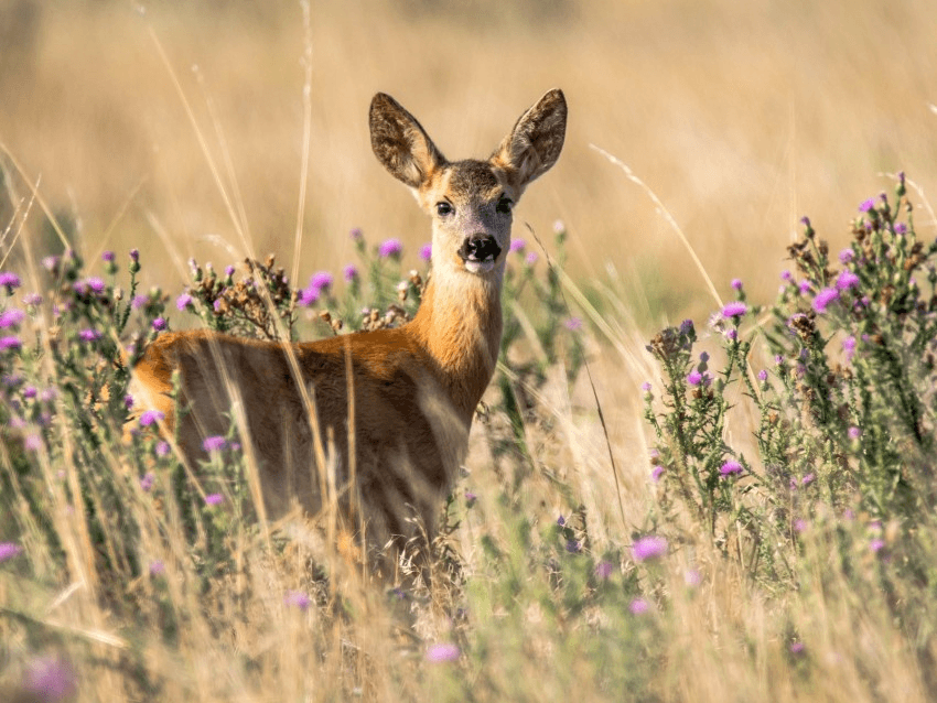 Deer Protected Sites Strategy (PSS): New Forest South Deer Management Group Coordination